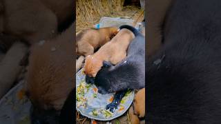 My puppy eat food yummy doglover puppie animals viralvideo viralshorts video tranding [upl. by Norvell864]