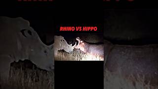 Rhino vs hippo trending animals hippo rhino wildlife shorts viralvideo youtubeshorts [upl. by Lewellen]