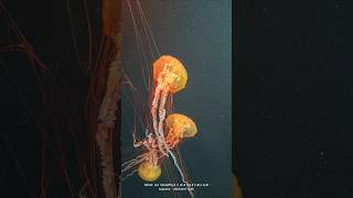 Sea Aquarium  Physalia Jelly Fish singaporetrip seaaquariumsingapore [upl. by Yetah]