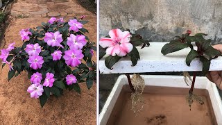 Method of propagating Impatiens walleriana using store bought rooting stimulants [upl. by Devehcoy192]