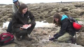 Dinosaur crocodile and plant fossil hunting in Fairlight Cove East Sussex England [upl. by Schwing420]