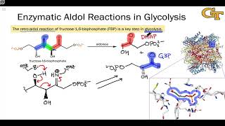 Aldolase Enzymes and the Nitroaldol Reaction [upl. by Ecnaiva397]