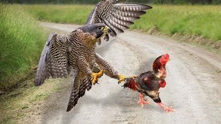 Eagle Vs Rooster  Who Will Be The Winner [upl. by Einhorn736]