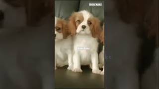 Cavalier King Charles Spaniel puppies [upl. by Attenrad483]