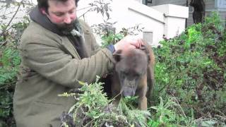 Using Yarrow to stop minor bleeding and promote healing in the dog [upl. by Cade]