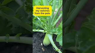 Pots planting food daikon plantsinpots capetown springtime [upl. by Takeo485]