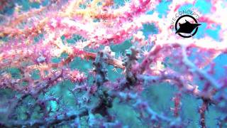 Pygmy Sea Horses at the USAT Liberty in Tulamben Indonesia [upl. by Atelokin]