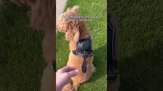 Built in leash Harness🐶 dog puppy doglover doglife petowner dogproducts cute [upl. by Femi]