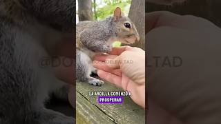 LA HISTORIA DE LA ARDILLA 🐿️ [upl. by Furie]