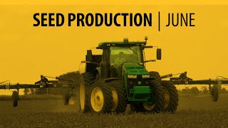 Seed Corn Production  June [upl. by Enilreug]