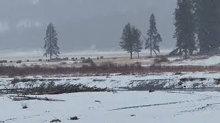 Lamar Valley Buffalo 11302024 [upl. by Yuria]