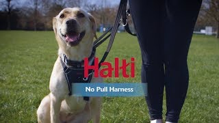 Halti No Pull Harness  How to fit and use [upl. by Led]