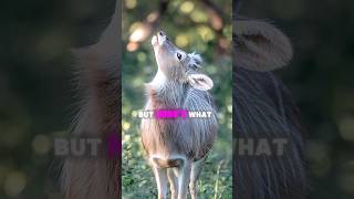 quotA mysterious musk deer with fangs blending into a misty forestquot [upl. by Trebmal]