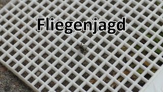 Fliegenjagd [upl. by Dulcine]