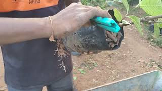 Plant porting by terrace garden video by Saptagiri nursery 7075858499 [upl. by Nnahtur]