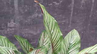 How To Take Care Indoor Plant In Winter [upl. by Calli]