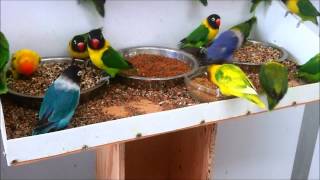 Masked lovebirds Agapornis personatus feeding  again [upl. by Yaniv680]