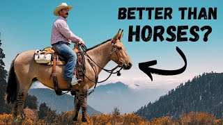 5 Reasons Mules Are Better Than Horses [upl. by Marcille19]