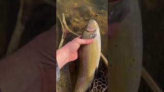 Cutthroat Cavalier flyfishing shorts fishing viralvideo [upl. by Illene]