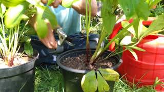 How to tidy up your hellebores after flowering [upl. by Adlen]