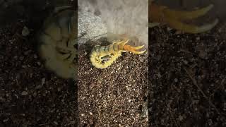 Scolopendra polymorpha fyp scolopendra shorts bug centipede pets insects feeding feed [upl. by Aicsile]