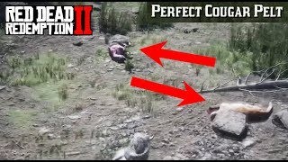 Where To Find a Cougar CONSISTENT SPAWN  Red Dead Redemption Perfect Pelt Location Guide RDR2 [upl. by Anaidiriv991]