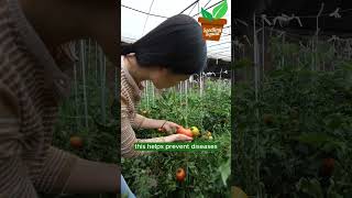 Tomato Care Tips [upl. by Thornton]