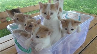 Kittens meowing too much cuteness  All talking at the same time [upl. by Trisa]