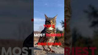 TOP 5 TERRIFYING BIRD SOUND 😵😱 [upl. by Arekat]