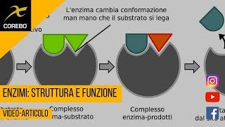 Enzimi struttura e funzione  Video Articolo [upl. by Etnaled]