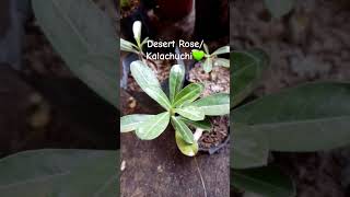 Kalachuchi  antibacterial anticancer antioxidant plant plantita gardening shortvideo shorts [upl. by Tenaj]