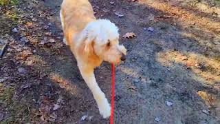 DOG FALL WATERFALL WALK ADVENTURE ❤️ [upl. by Nolahp777]