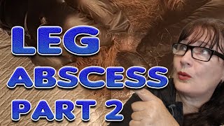 Guinea pig Abscess removal part 2  satisfying [upl. by Elynad]