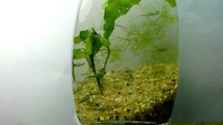 My Fairy shrimp from Brazil By Herc  HD video  ホウネンエビ [upl. by Gotthelf]