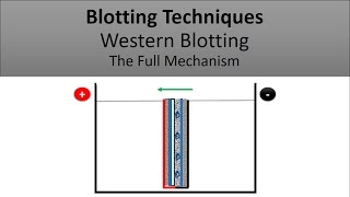 Blotting Techniques The Principle of Western Blotting [upl. by Theodosia]