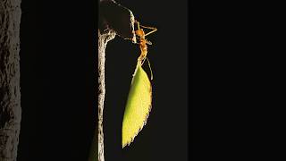 Masters of Fungus Farming Leafcutter Ants ants antfacts shorts [upl. by Joshua]