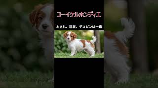 犬の種類コーイケルホンディエの紹介大谷選手の飼ってる犬 [upl. by Delmar759]