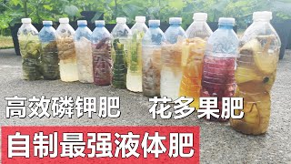 自制最强有机液体磷钾肥 花多果肥 省下买肥钱 Homemade liquid fertilizers [upl. by Mace]