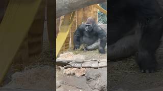 Gorilla 🦍 Makes Bed After Eating 🥣 animal zoo gorilla cute funny wildlife shorts animals [upl. by Kciderf979]