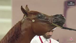 N 156 MAHA AL JOOD 27th Qatar National AHS 2024 Yearling Fillies Section C Class 3C [upl. by Beacham]