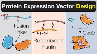 Protein Expression Vectors  Examples Fusion Proteins Insulin and Cas9 Part 3 [upl. by Balough]