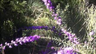 Butterflies on Liatris aspera [upl. by Aviva]