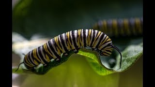 Milkweed amp the Monarch Butterfly Life Cycle [upl. by Scevor]