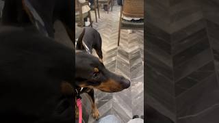 Doberman’ı kandırdım 😱😂 dog doberman [upl. by Grube292]