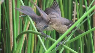 Greattailed Grackle chicks demand to be fed [upl. by Kawasaki]