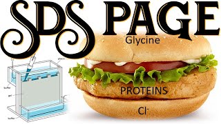 SDS PAGE II Protein Electrophoresis Sodium Dodecyl Sulfate Polyacrylamide Gel Electrophoresis [upl. by Lacombe747]