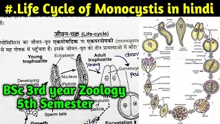 Life Cycle of Monocystis in hindi  BSc 3rd year Zoology 5th Semester [upl. by Kosaka]