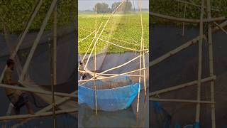 Village fisherman catching huge deshi fish by bheshal net trap in River fishing catchfish fish [upl. by Anelys981]