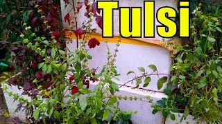 704 Pinch the Tulsi Flowers After Blooming  Plant Non Stop Growth Urduhindi [upl. by Durman]