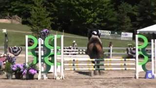 Video of BELLINI LOU CAMARE ridden by ABBY SPINDLER from ShowNet [upl. by Itisahc976]